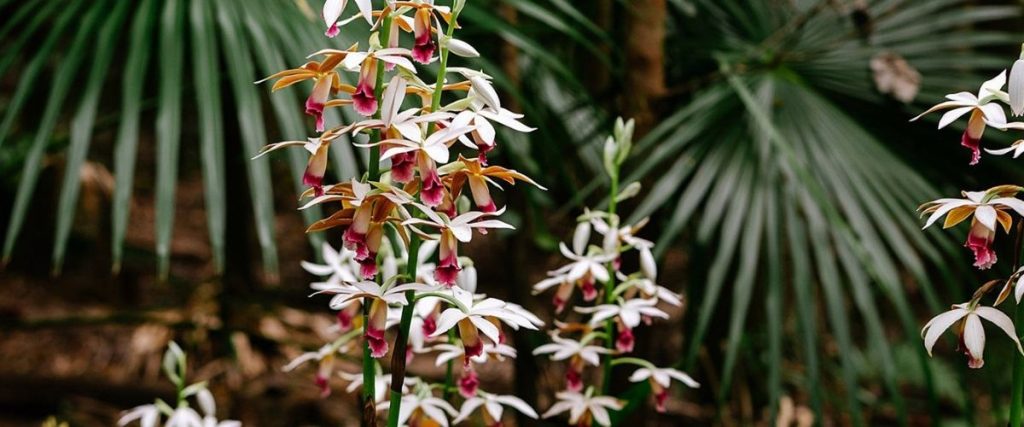 Image of flowers at the Maroochy Bushland Botanic Garden.