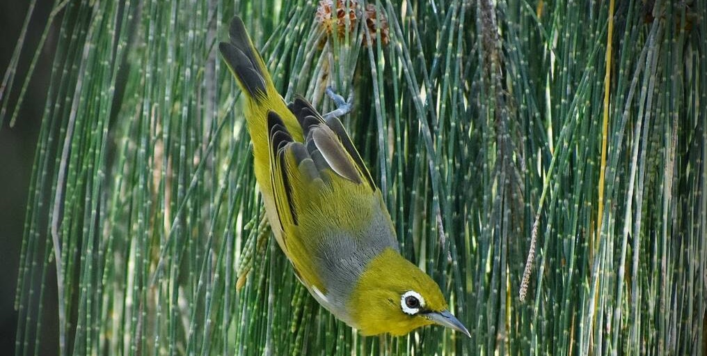 Photo of a silvereye bird