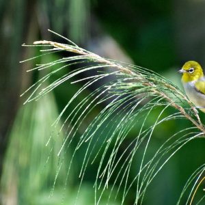 Queensland songbirds develop their own vocal culture, UniSC study finds,