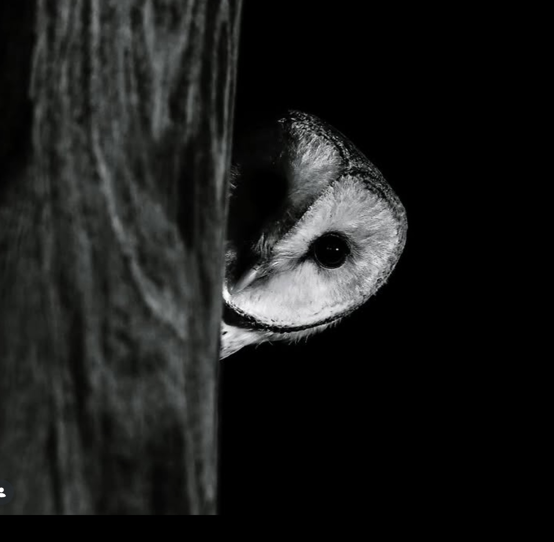 A barn owl photographed by Matt Warren.